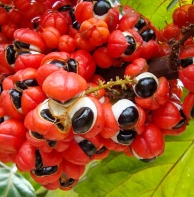 Guarana 