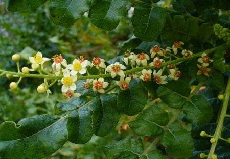 Boswellia Serrata