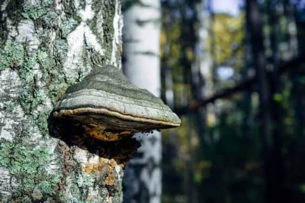 Ciuperca Chaga